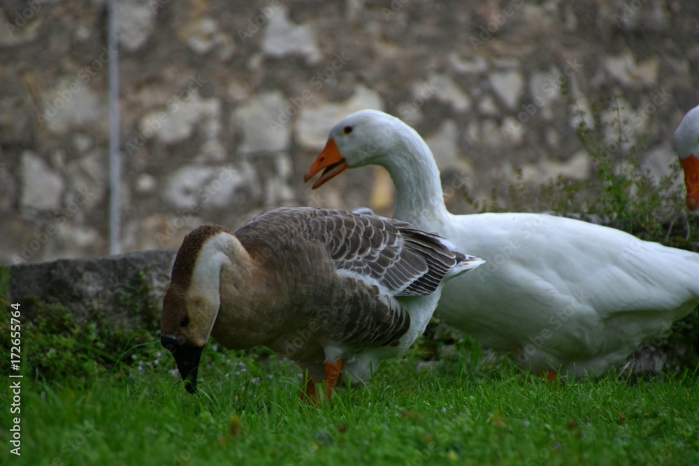 Ländliche Indylle mit Hausgänsen und Wildgans am Gardasee auf grüner Wiese, Anserinae in Italien Ländliche Indylle mit Hausgänsen und Wildgans am Gardasee auf grüner Wiese, Anserinae in Italien