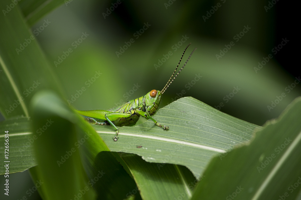 Grasshopper Grasshopper