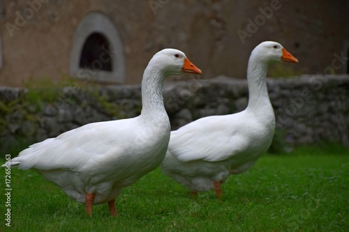 Ländliche Indylle mit Hausgänsen und Wildgans am Gardasee auf grüner Wiese, Anserinae in Italien