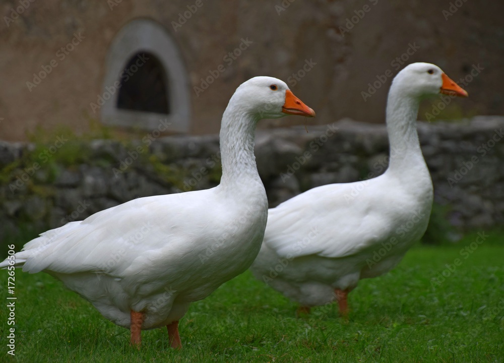 Ländliche Indylle mit Hausgänsen und Wildgans am Gardasee auf grüner Wiese, Anserinae in Italien Ländliche Indylle mit Hausgänsen und Wildgans am Gardasee auf grüner Wiese, Anserinae in Italien