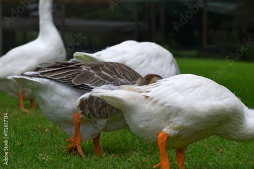 Ländliche Indylle mit Hausgänsen und Wildgans am Gardasee auf grüner Wiese, Anserinae in Italien photo