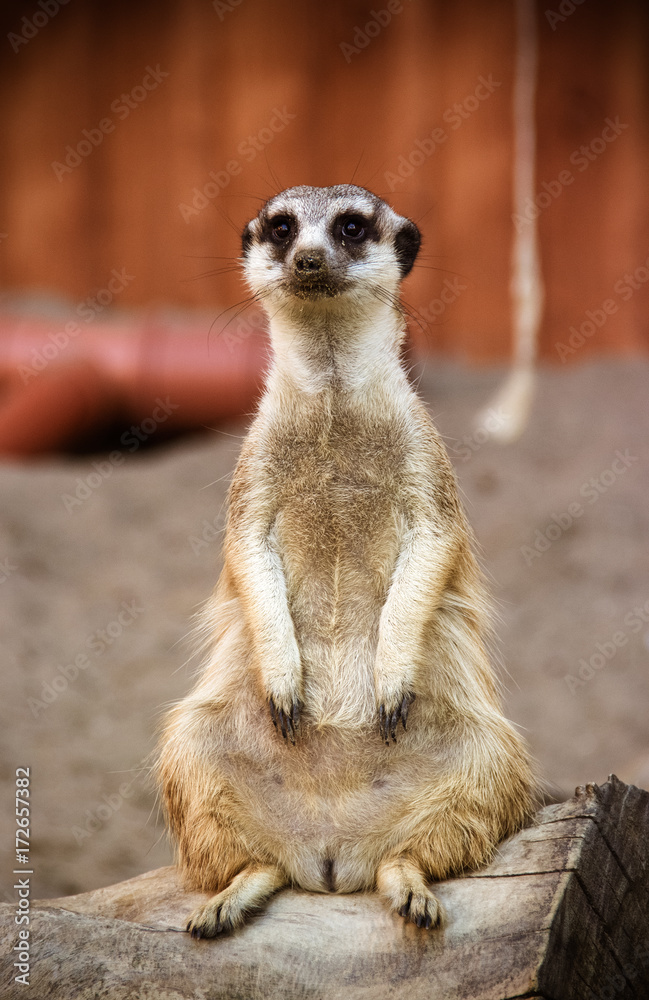 Fototapeta premium Meerkat standing on a log. Surikat protects the territory