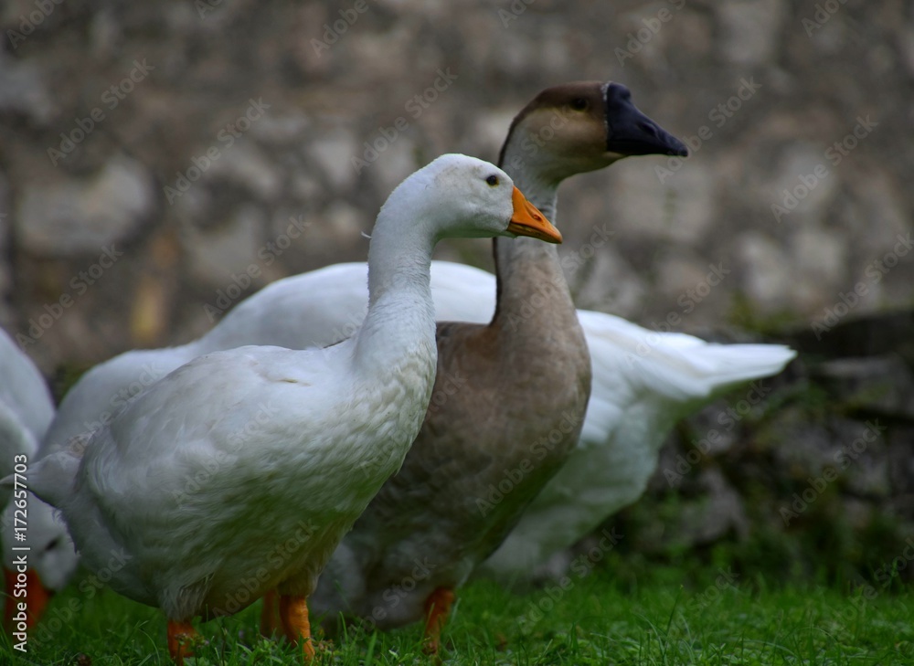 Ländliche Indylle mit Hausgänsen und Wildgans am Gardasee auf grüner Wiese, Anserinae in Italien Ländliche Indylle mit Hausgänsen und Wildgans am Gardasee auf grüner Wiese, Anserinae in Italien