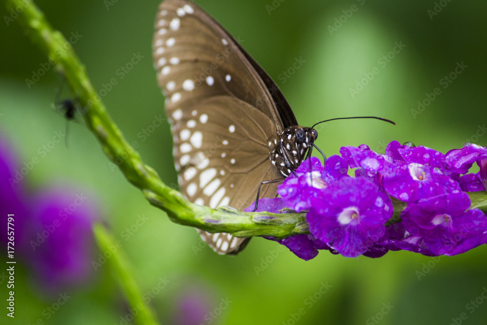 Naklejka premium Butterfly