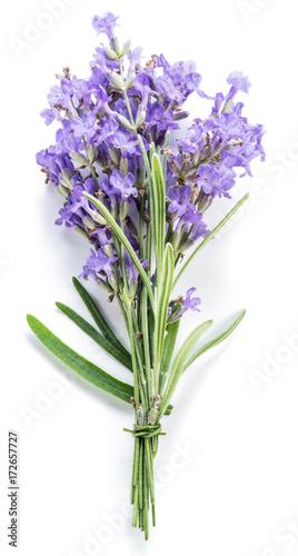 Bunch of lavandula or lavender flowers isolated on white background.