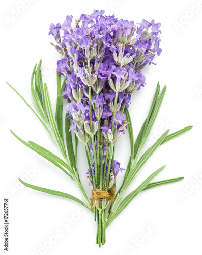 Bunch of lavandula or lavender flowers isolated on white background.