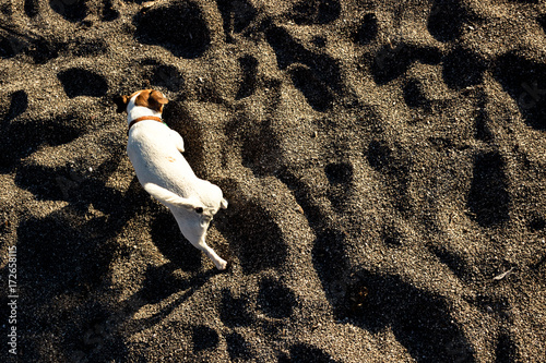 Cane corre sulla spiaggia