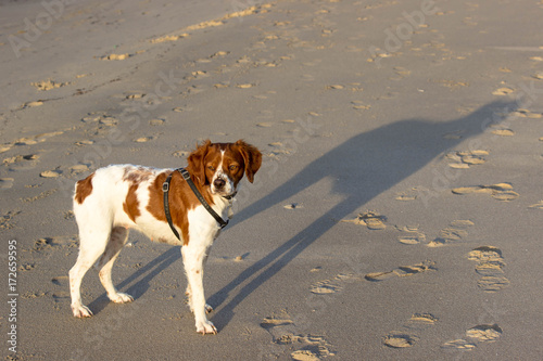 Cane fermo sulla spiaggia photo