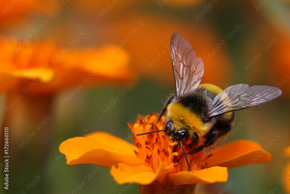Obraz na płótnie Bumble bee on a flower