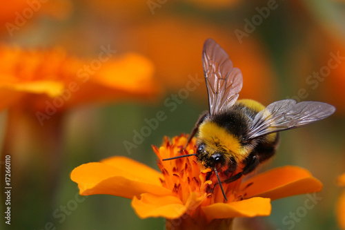 Fotografia Bumble bee on a flower