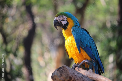 Alone Macaw eating nut