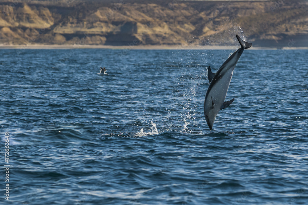 Fototapeta premium Dusky dolphin , Patagonia , Argentina