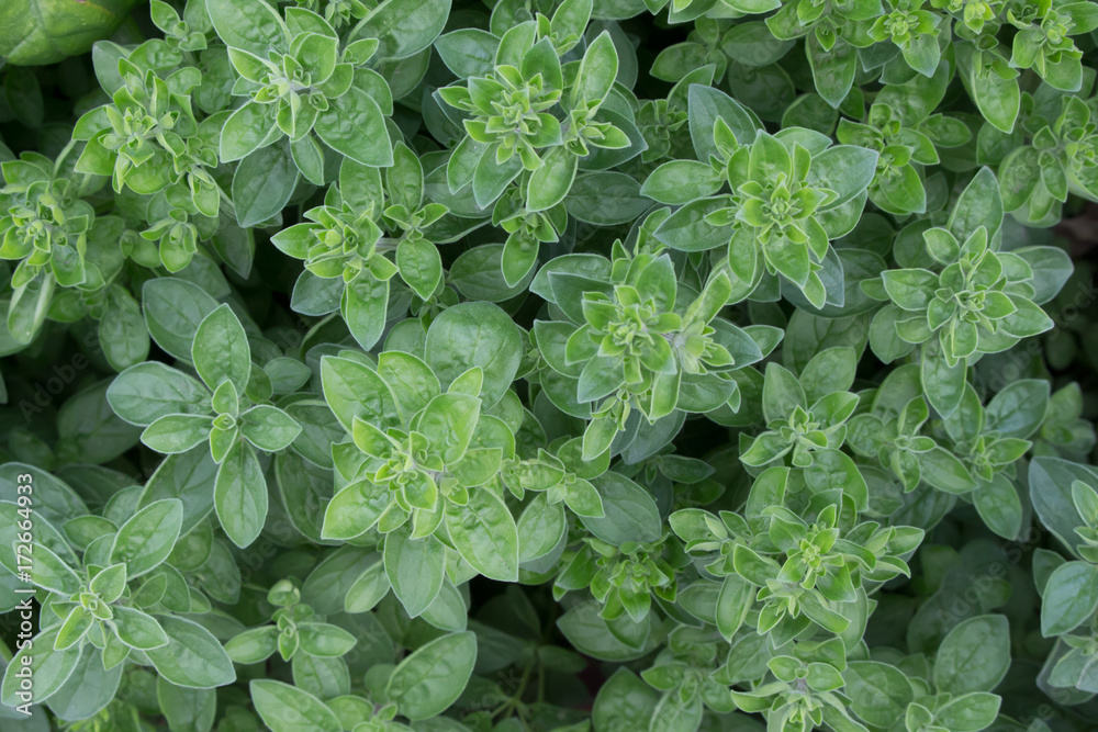 Thyme growing on the bed. View from above. Thyme growing on the bed. View from above.