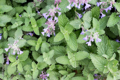 Catnip or catmint green herb background 