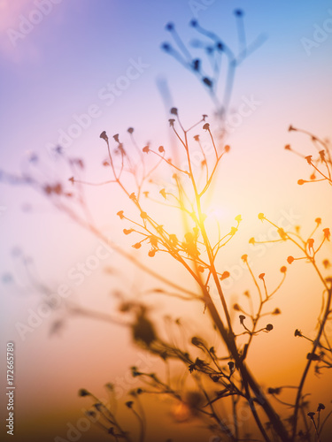 Dried flowers on a background sunset