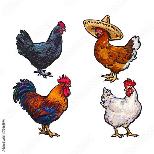 vector cartoon hand drawn sketch chicken set. Brown blue, white colored rooster, cock, dark blue colored, brown chicken in sombrero. Isolated illustration on a white background. Farm poultry chicken