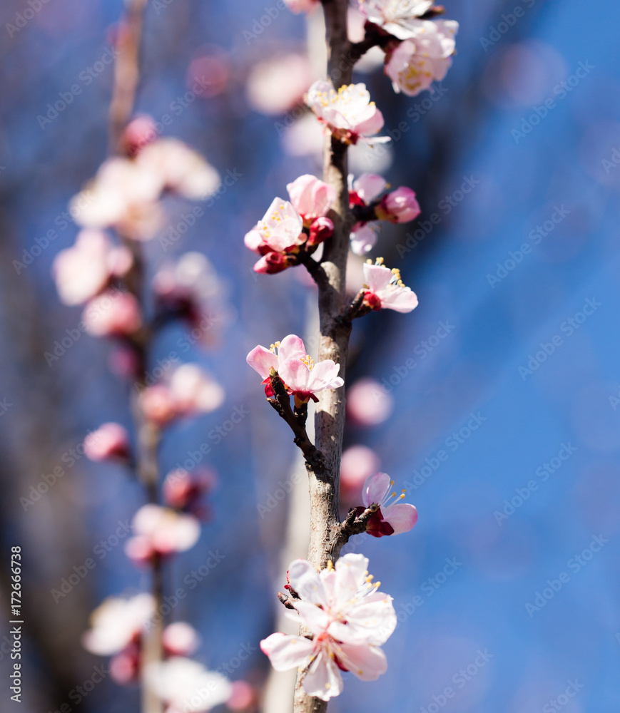 beautiful flowers on apricot branches in nature