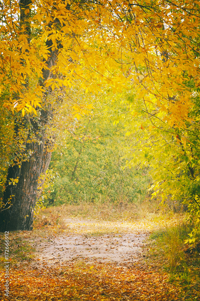 Beautiful autumn forest landscape, path in the forest