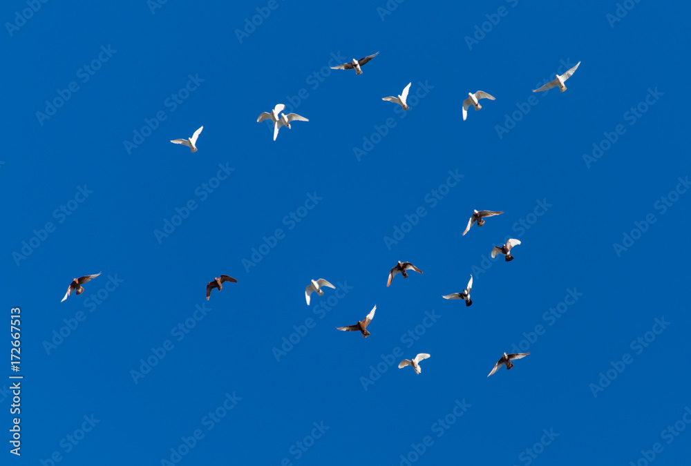 Obraz premium A flock of pigeons on a blue sky