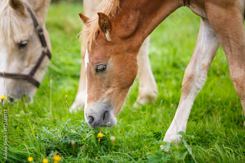 Foal with her mother