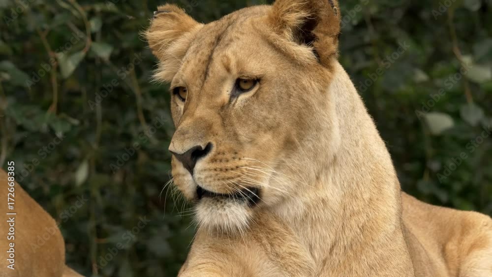 Southwest African lion's portrait Southwest African lion's portrait