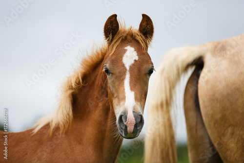 Foal with her mother