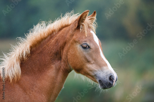 The foal close up