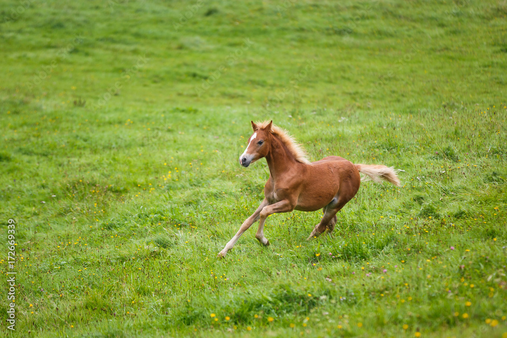 Fototapeta premium The running foal