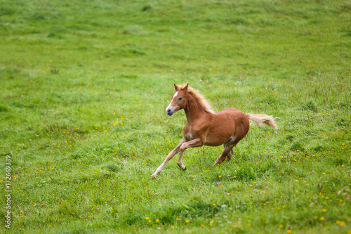 The running foal