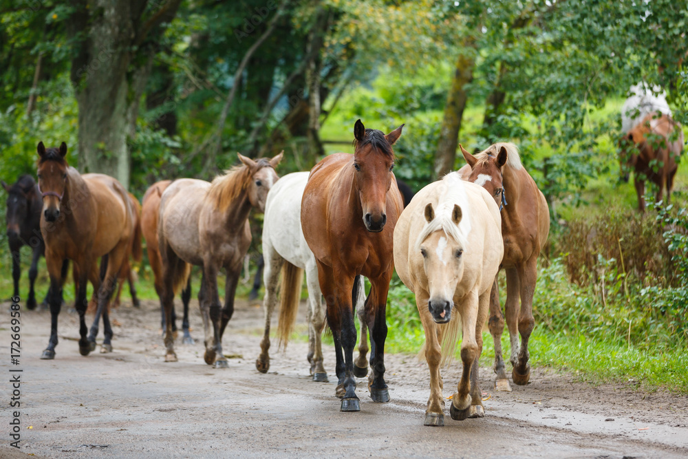 Herd of horses on the road