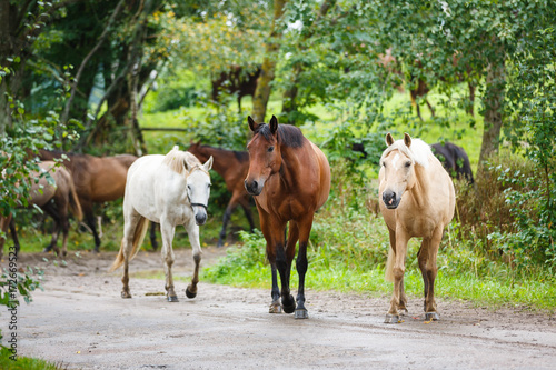 Herd of horses on the road © castenoid