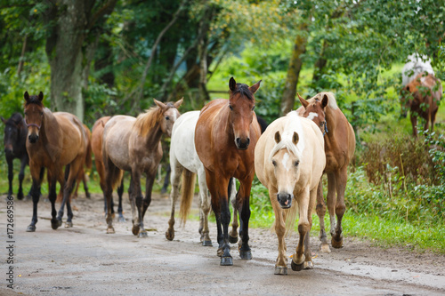 Herd of horses on the road