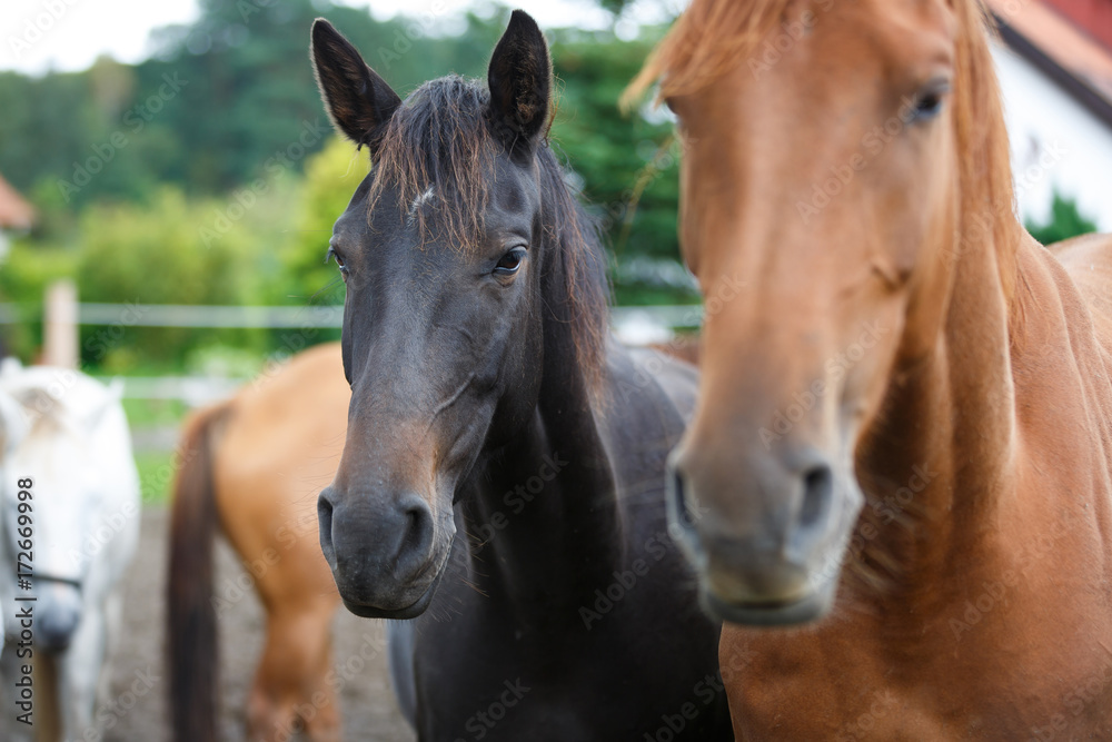 Naklejka premium Horses are sleeping in a stable outdoors