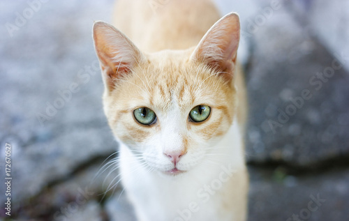 Yellow cat © phototodos