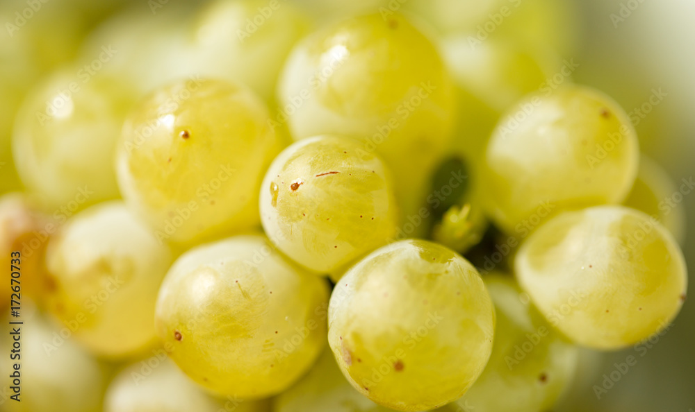 Ripe juicy green grapes in the garden Ripe juicy green grapes in the garden