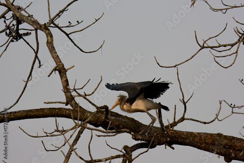 Argala Marabu taking off in Chitwan National Park in Nepal