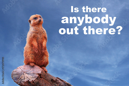 Konstfotografi A curious meerkat or suricate (Suricata suricatta) looking towards the horizon, standing on a tree branch against a blue sky with the text “Is there anybody out there?” on the right