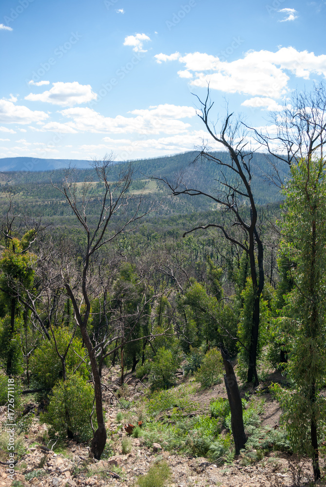 Kinglake bushfire regrowth vista valley
