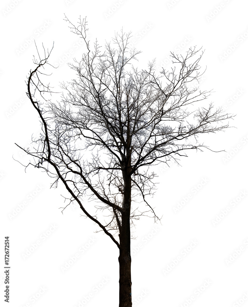 Obraz premium bare dence tree with long branch on white