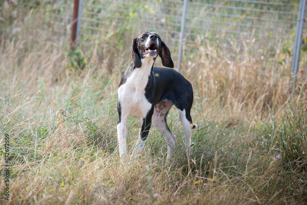 Ordinary doggy day in dogs shelter