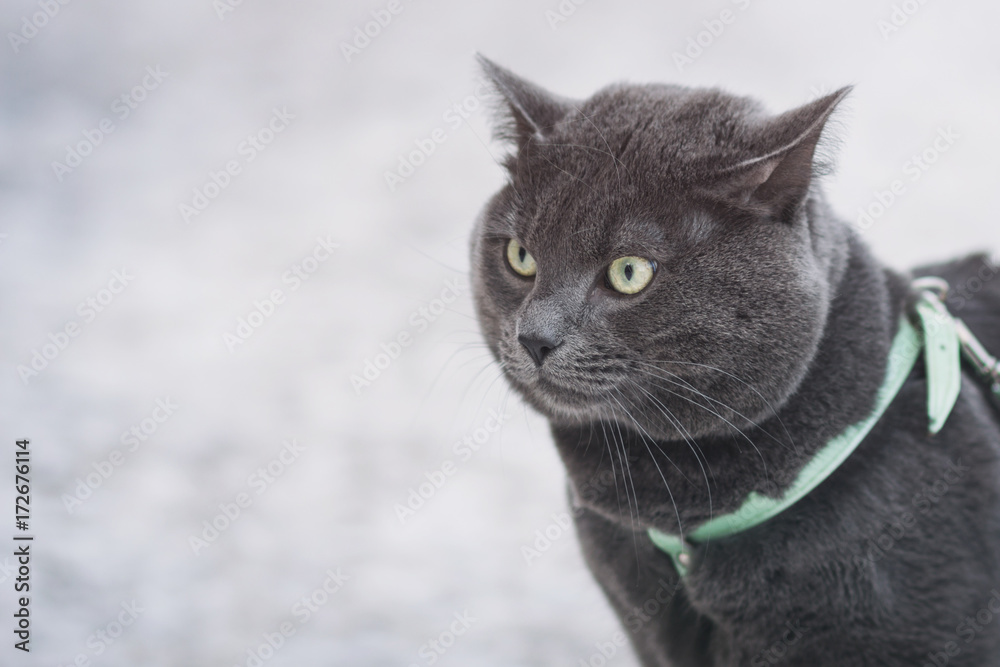 portrait of suprised russian blue cat outdoor