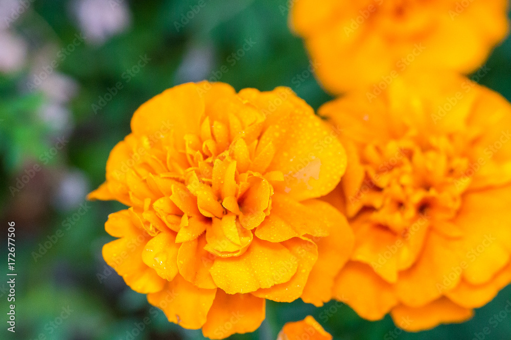 french marigold french marigold