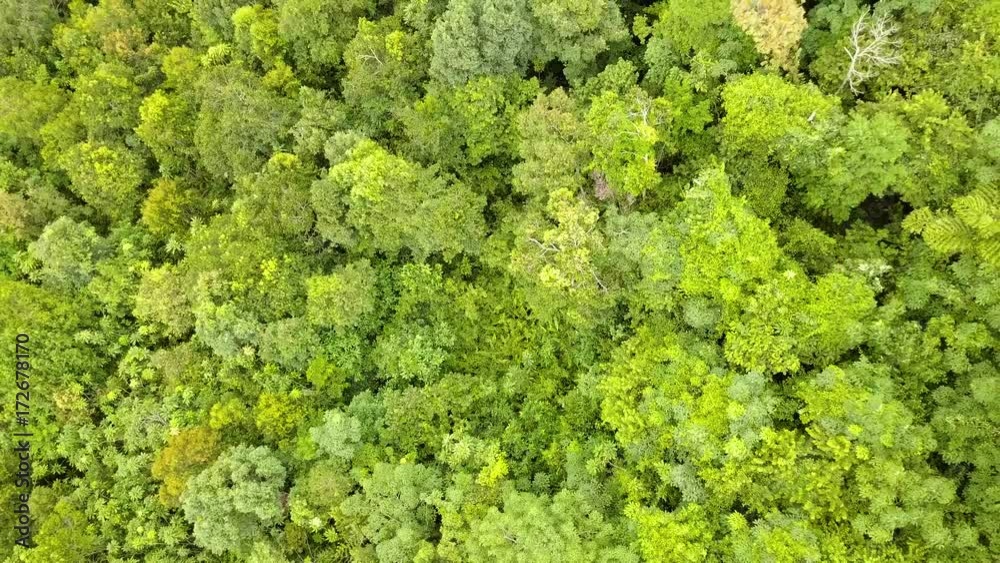 Top view from the drone to the forest. Top view from the drone to the forest.