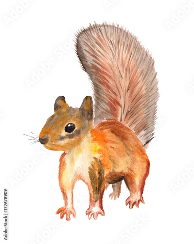 Watercolor red squirel