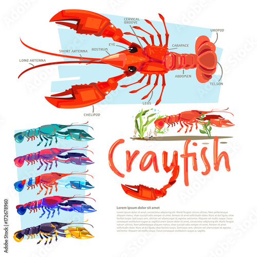 Crayfish with information. infographic style. separate color with typographic design crawfish, crawdads, freshwater small lobsters - vector illustration