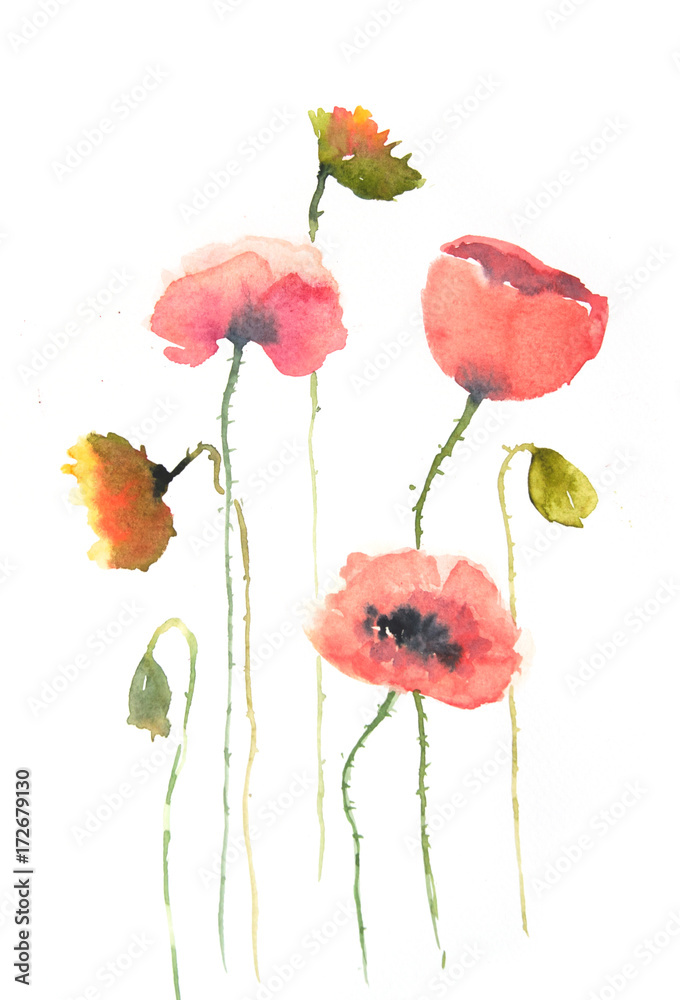 Fototapeta premium Red poppy flowers on white, watercolor painting, floral art