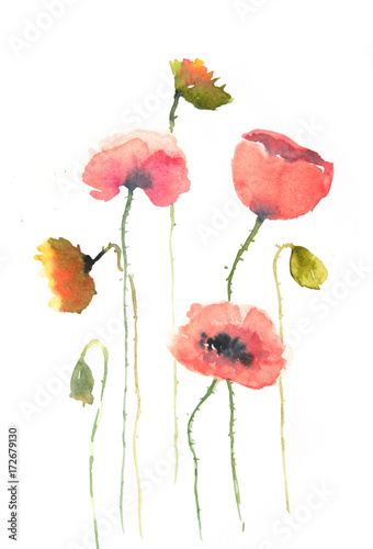 Fototapeta Naklejka Na Ścianę i Meble -  Red poppy flowers on white, watercolor painting, floral art