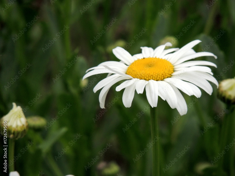Obraz premium chamomile