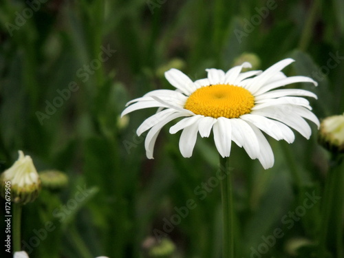 chamomile