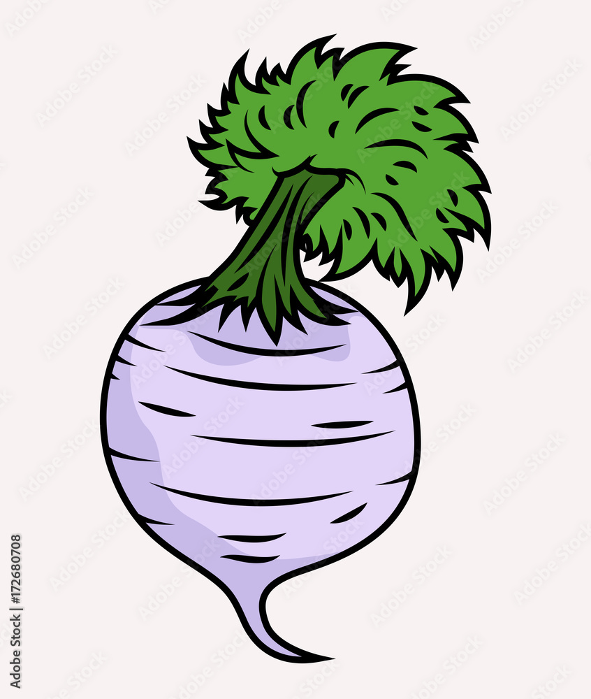 Turnips Clip Art